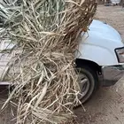 بنكام ناشف حزم وفن