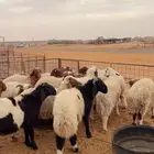 خرفان العدد 25 ( بريدة)