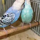 3 ذكور بادجي
