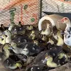 للبيع ثلاث بطات مصريات مع فروخهن كل وحده معها حوالي 10