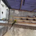 طيور بادجي