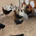 دجاج بلدي وفيومي