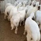 بهم حريات 6 شهور وطالع وفحل نجد وفحل عيسي