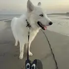 كلاب سامويد للبيع كلب أبيض أليف