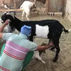 جفره مشروكه