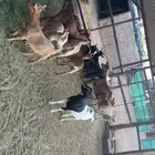 ماعز قزمي