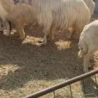 للبيع خروف نجدي عيسي مشروط قريع ونسف سنه تام