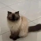 قطه لتبني