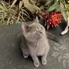 قط سكوتش ستريت