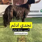 نجدي ادلم
