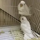 روز البيون للبيع