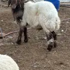 فحل نعيمي