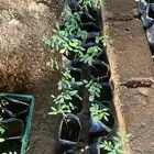 شتلات الشاهي الازرق بالمخواه