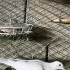 يمام