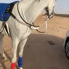فرس شعبية لقاح