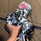 دجاج   تم البيع