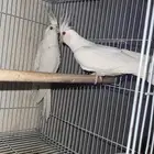 أجواز كروان منتجه