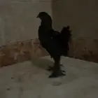 صوص براهما بلاك