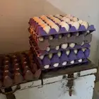 بيض بلدي غير مخصب ب15