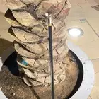عصاء ملكي