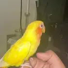 روز
