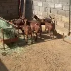 ست عنقاء دهم بلدية