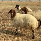 للبيع شاه نعيميه فل شحم مغلقه