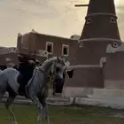حصان شعبي شيخ