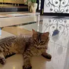 قط شيرازي للبيع عرعر