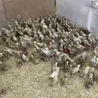صوص بلدي