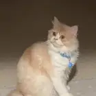 قطط تبني