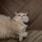 قطتين شيرازي للتبني