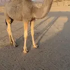 حاشي قصب للبيع