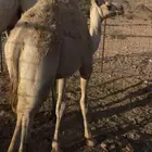 قعود للبيع