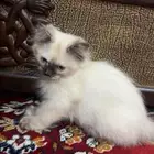 قطة للتبني عمرها شهرين ونص لا تشتكي من اي مرض
