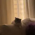 للبيع على اعلى سوم كتن 4 شهور