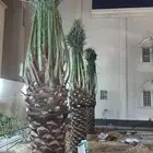 نخل نخيل عربي