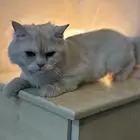 قطط للبيع