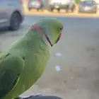 بغبغاء دره أليف