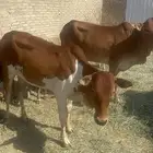 ثنتين خبيش