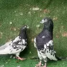 حمام رامبوري