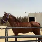حصان شعبي جزيري من الجبرين