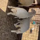 رخل حريه ضحيه ( تم البيع )
