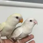 روز البينوا للبيع ذكر و أنثى أليفين مررة