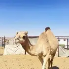 ناقة أصيل - حايل - جاهزة للضراب
