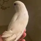 ابها و خميس مشيط
