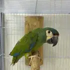 فرخ ميني مكاو