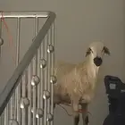 خروف حري للبيع