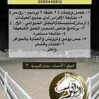 ايواء غرف خيل اجار غرف خيل ايواء بوايك الاحساء جبل الاربع