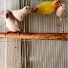 فردات روز البينو وحبه لاتينو عيون حمر